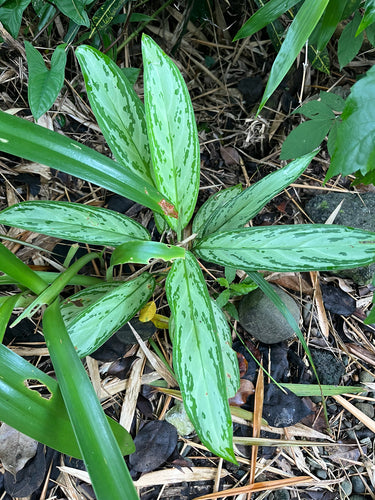 Kolbenfaden — Bild 2 von 5