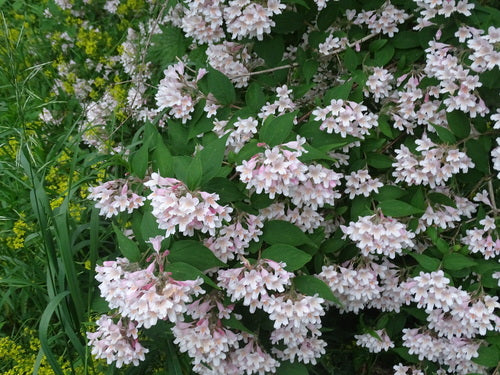 Kolkwitzie — Bild 4 von 9