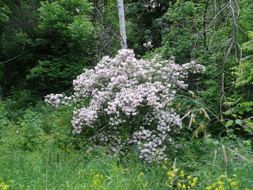 Kolkwitzie — Bild 3 von 9