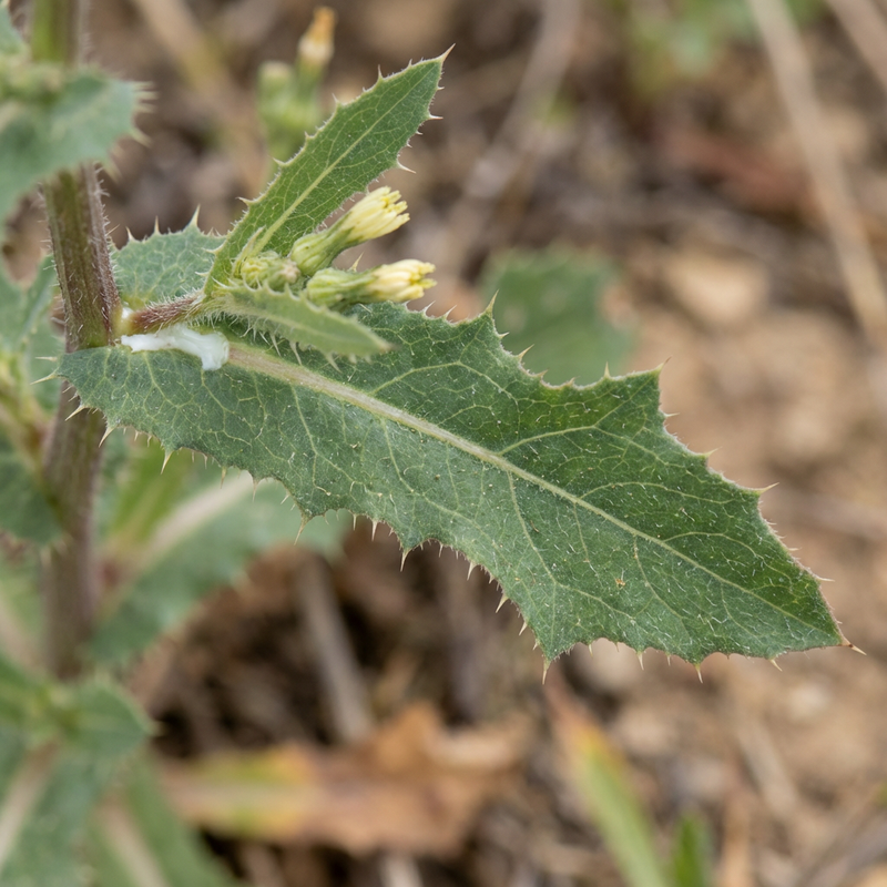 Kompasslattich (Lactuca serriola), KI-Illustration