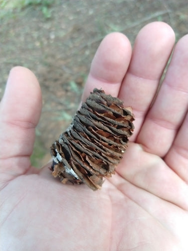 Koniferen — Bild 3 von 8