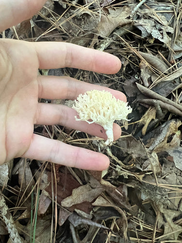 Korallenpilz — Bild 5 von 8