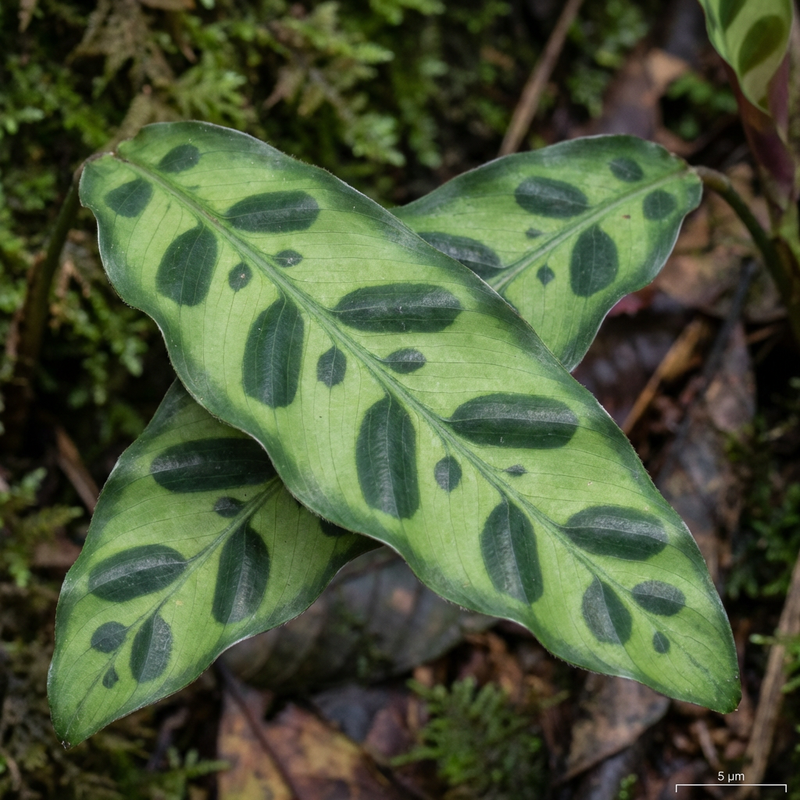 Korbmaranten (Calathea), KI-Illustration