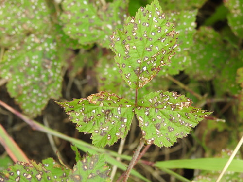Kratzbeere — Bild 2 von 8
