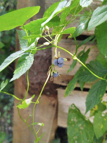 Kratzbeere — Bild 5 von 8