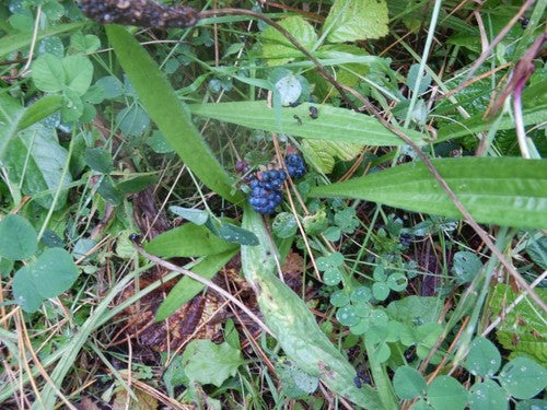 Kratzbeere — Bild 1 von 8