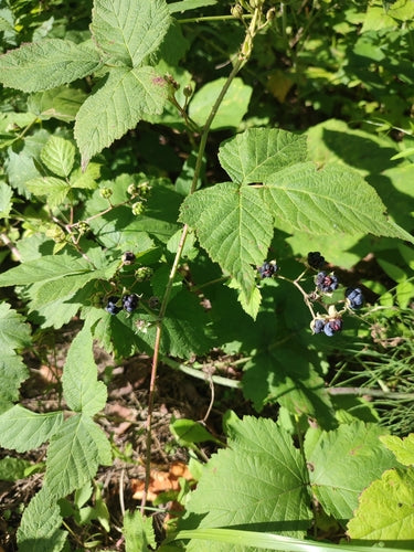 Kratzbeere — Bild 3 von 8