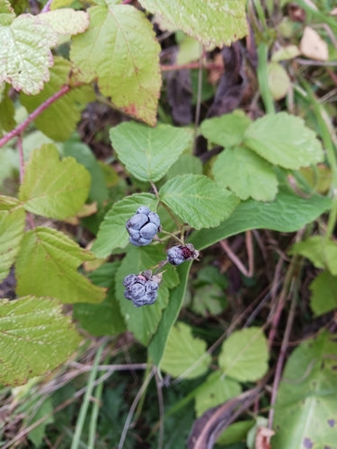 Kratzbeere — Bild 4 von 8