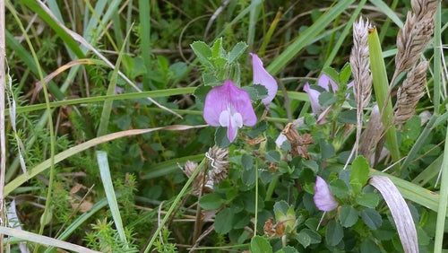 Kriechende Hauhechel — Bild 3 von 10