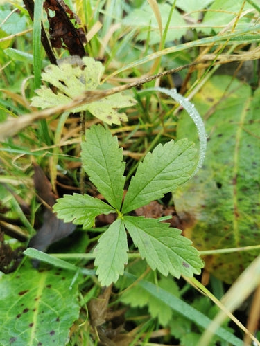 Kriechendes Fingerkraut — Bild 5 von 12