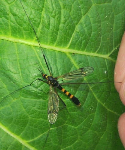 Krokus-Wiesenschnake — Bild 4 von 9