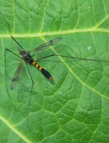Krokus-Wiesenschnake — Bild 3 von 9