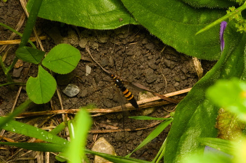 Krokus-Wiesenschnake — Bild 5 von 9