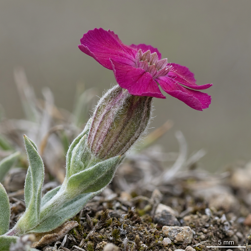 Kronen-Lichtnelke (Silene coronaria), KI-Illustration