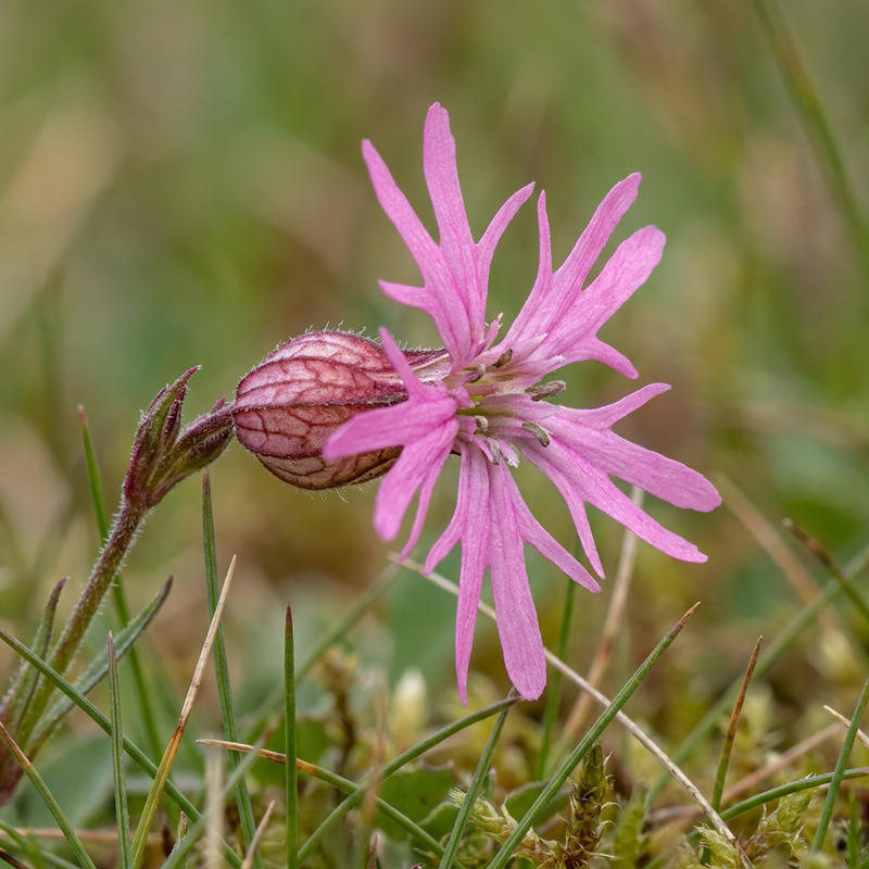 Kuckucks-Lichtnelke (Silene flos-cuculi), KI-Illustration