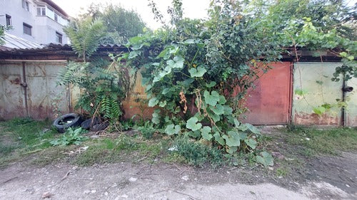 Kuerbis — Bild 5 von 12