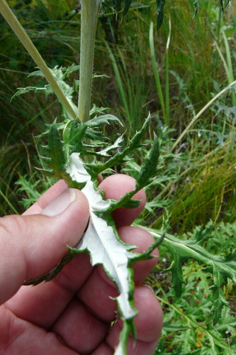 Kugeldistel — Bild 5 von 10