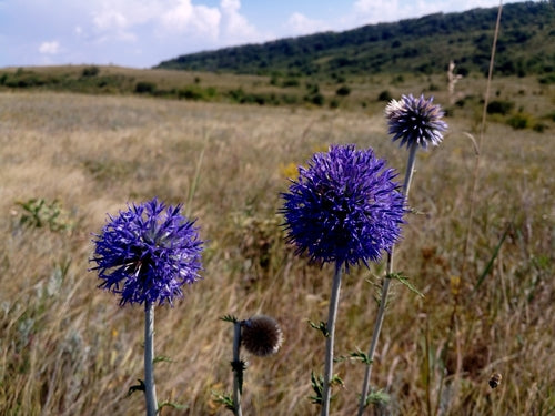 Kugeldistel — Bild 4 von 10