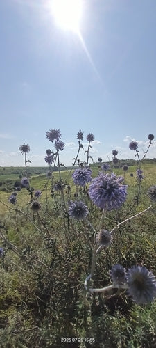 Kugeldistel — Bild 3 von 10
