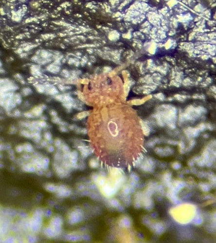 Kugelspringer — Bild 3 von 3