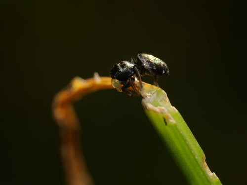 Kupfer-Sonnenspringspinne — Bild 5 von 12