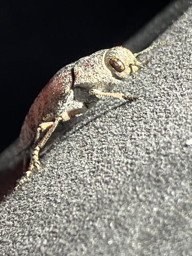 Kupferfarbiger Prachtkäfer — Bild 5 von 8