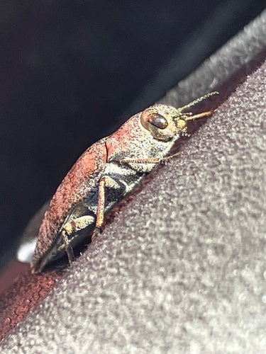 Kupferfarbiger Prachtkäfer — Bild 4 von 8