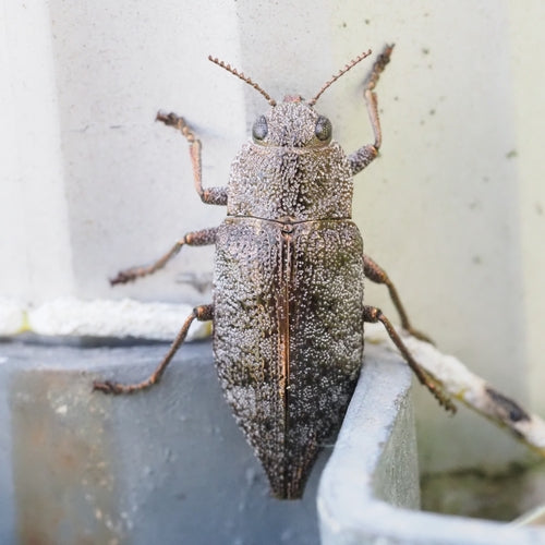 Kupferfarbiger Prachtkäfer — Bild 1 von 8