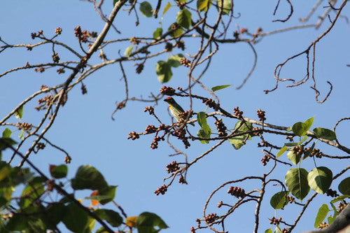 Kupferschmied-Bartvogel — Bild 2 von 9