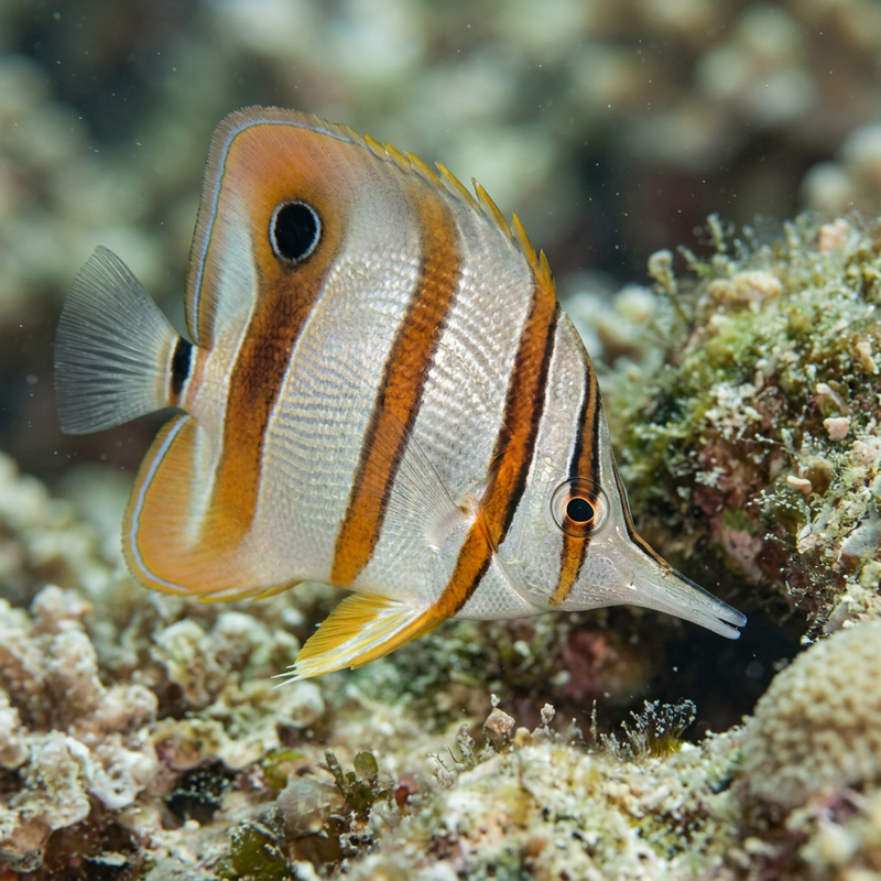 Kupferstreifen-Pinzettfisch (Chelmon rostratus), KI-Illustration