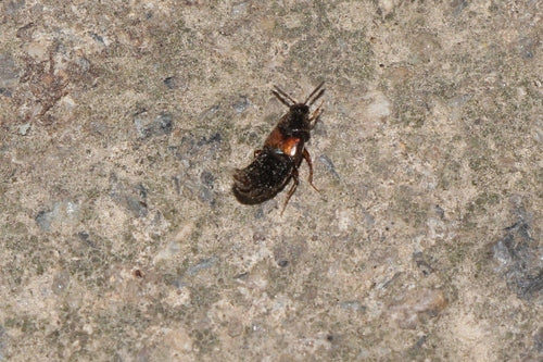 Kurzflügelkäfer (Gattung Aleochara) — Bild 5 von 7