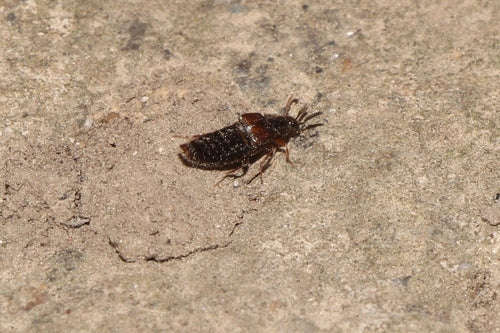 Kurzflügelkäfer (Gattung Aleochara) — Bild 4 von 7
