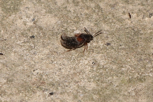 Kurzflügelkäfer (Gattung Aleochara) — Bild 3 von 7