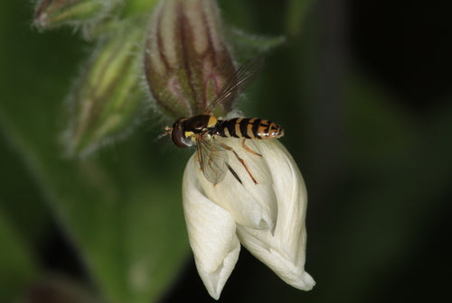 Langbauchschwebfliege — Bild 1 von 8