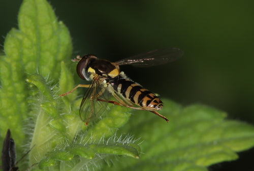 Langbauchschwebfliege — Bild 2 von 8