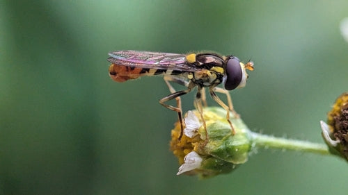 Langbauchschwebfliege — Bild 5 von 8
