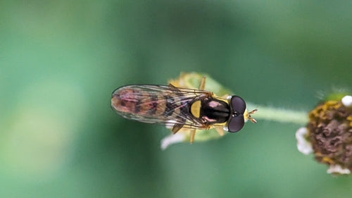 Langbauchschwebfliege — Bild 4 von 8