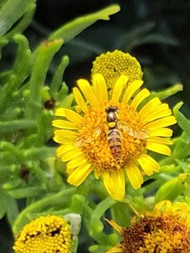 Langbauchschwebfliege — Bild 3 von 8