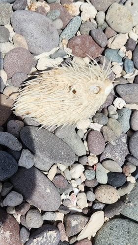 Langstachel-Igelfisch — Bild 4 von 9