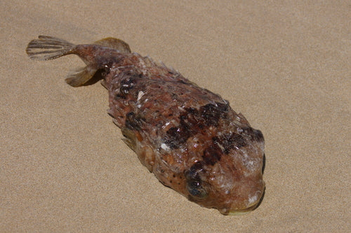 Langstachel-Igelfisch — Bild 5 von 9