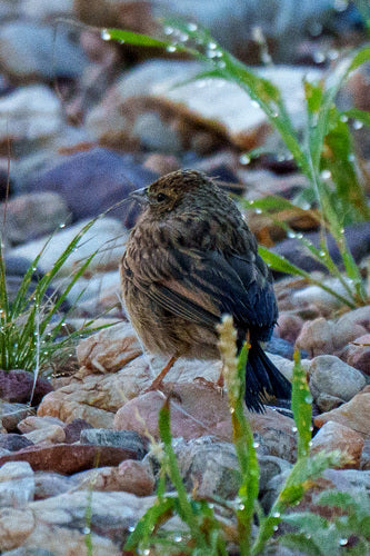 Lark-Ammer — Bild 3 von 8