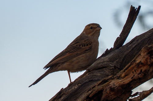 Lark-Ammer — Bild 2 von 8