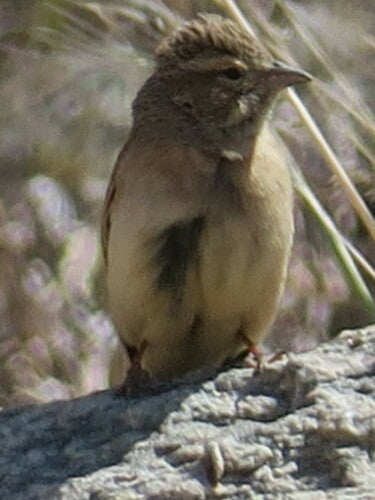 Lark-Ammer — Bild 1 von 8