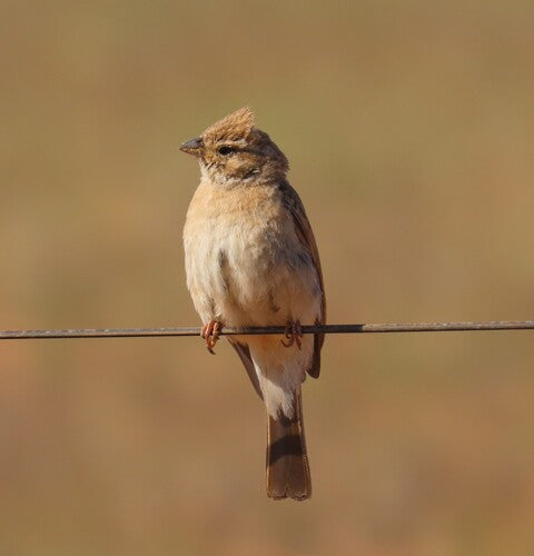 Lark-Ammer — Bild 5 von 8