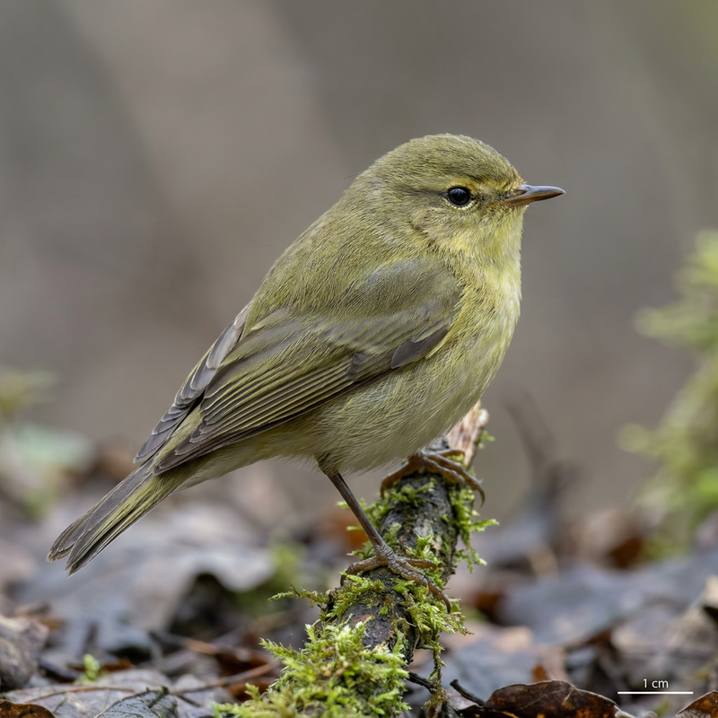Laubsänger (Gattung) (Phylloscopus), KI-Illustration