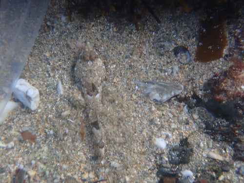 Leierfisch — Bild 5 von 8