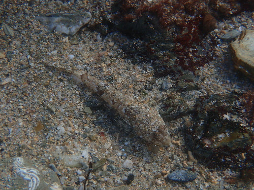 Leierfisch — Bild 4 von 8