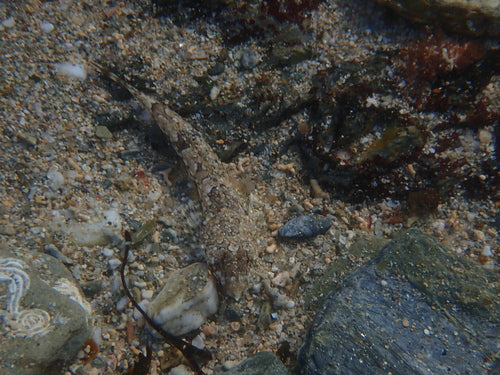 Leierfisch — Bild 3 von 8