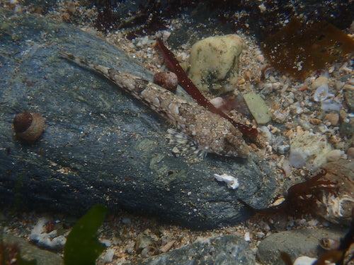 Leierfisch — Bild 2 von 8
