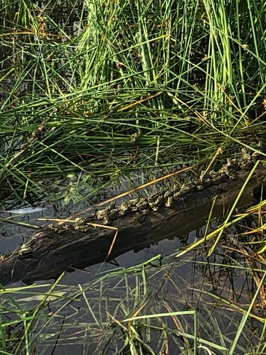 Leopardfrosch — Bild 2 von 9